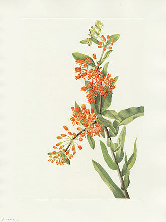 Mary Vaux Walcott 1925 Print Butterflyweed