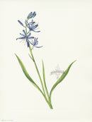 Mary Vaux Walcott 1925 Print Camas - Panteek Antique Prints