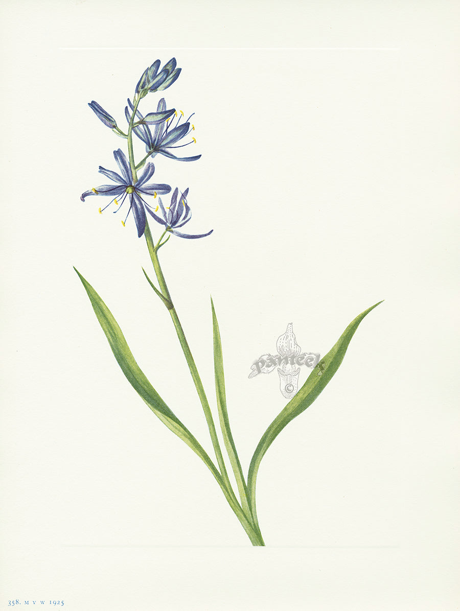 Mary Vaux Walcott 1925 Print Camas