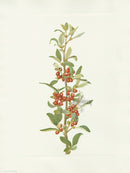 Mary Vaux Walcott 1925 Print Canada Buffaloberry - Panteek Antique Prints