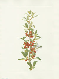 Mary Vaux Walcott 1925 Print Canada Buffaloberry - Panteek Antique Prints