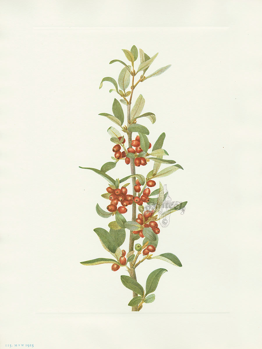 Mary Vaux Walcott 1925 Print Canada Buffaloberry