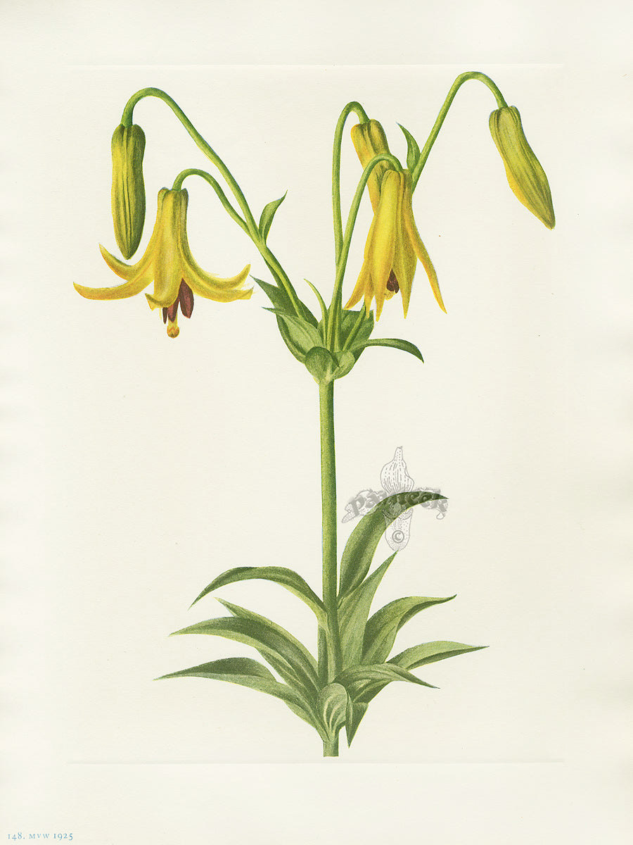 Mary Vaux Walcott 1925 Print Canada Lily