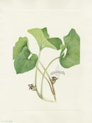 Mary Vaux Walcott 1925 Print Canada Wildginger - Panteek Antique Prints