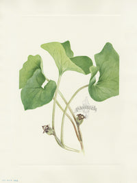 Mary Vaux Walcott 1925 Print Canada Wildginger - Panteek Antique Prints