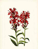 Mary Vaux Walcott 1925 Print Cardinalflower - Panteek Antique Prints