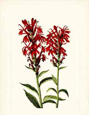 Mary Vaux Walcott 1925 Print Cardinalflower