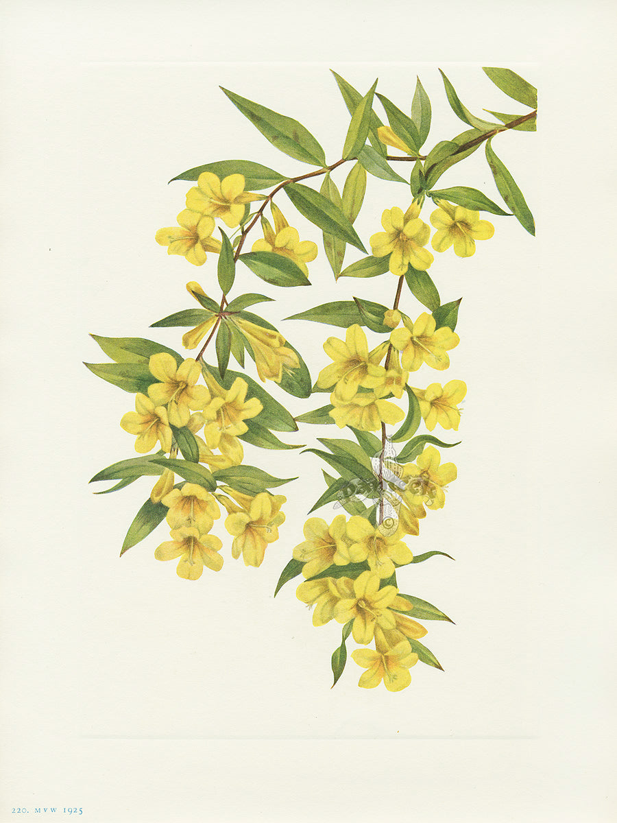 Mary Vaux Walcott 1925 Print Carolina Jessamine