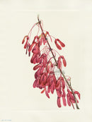 Mary Vaux Walcott 1925 Print Carolina Maple - Panteek Antique Prints