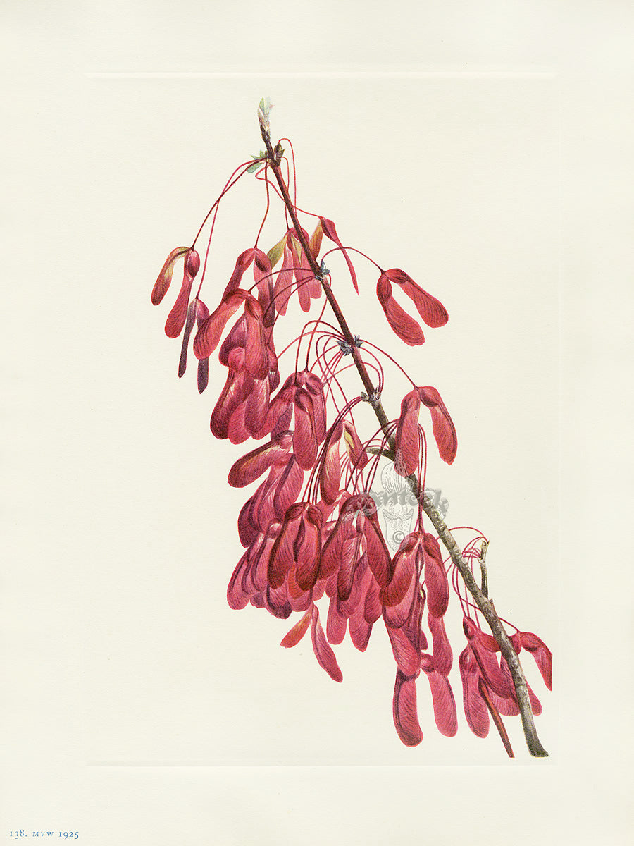 Mary Vaux Walcott 1925 Print Carolina Maple