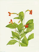 Mary Vaux Walcott 1925 Print Casrdinal Monkeyflower - Panteek Antique Prints