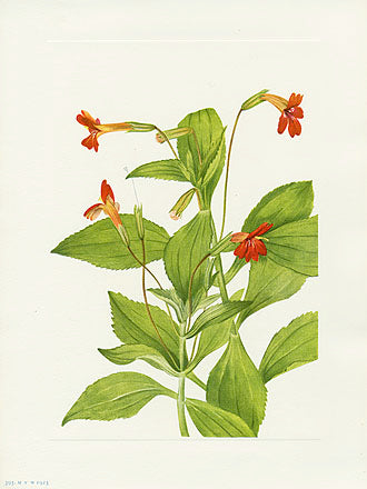 Mary Vaux Walcott 1925 Print Casrdinal Monkeyflower