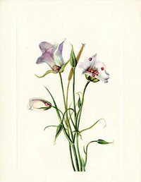 Mary Vaux Walcott 1925 Print Catalina Mariposa - Panteek Antique Prints