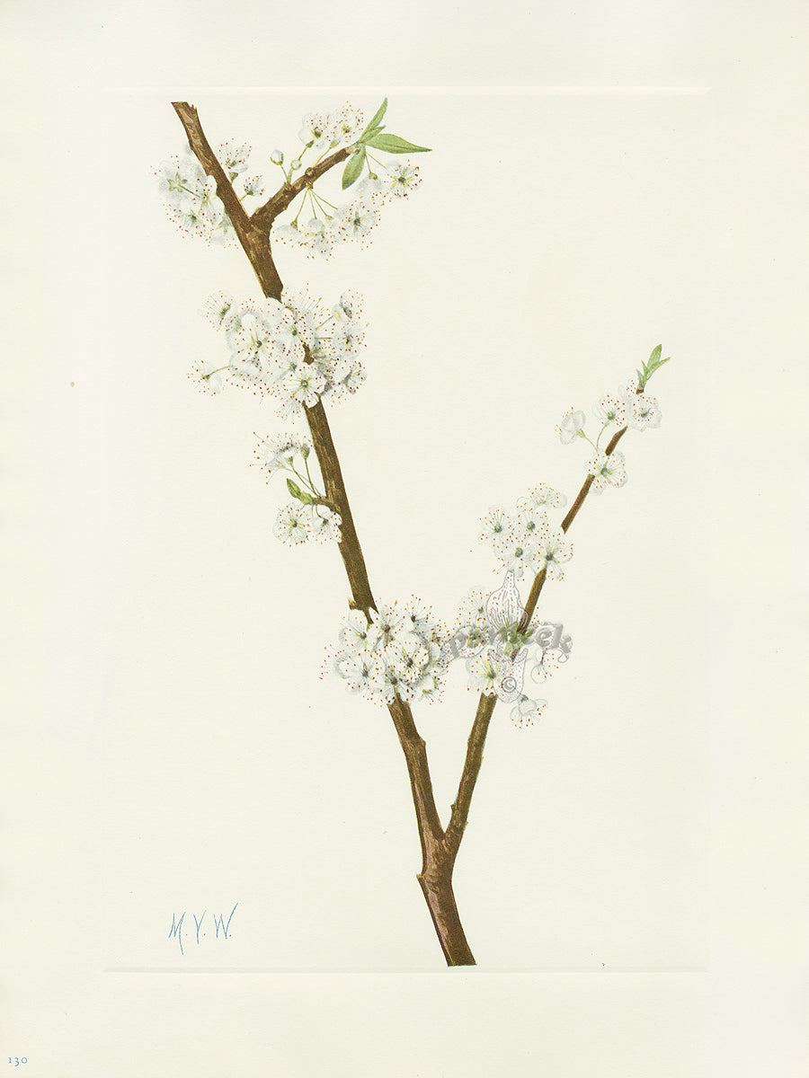 Mary Vaux Walcott 1925 Print Chickasaw Plum