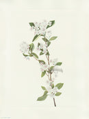 Mary Vaux Walcott 1925 Print Chokeberry (flower) - Panteek Antique Prints
