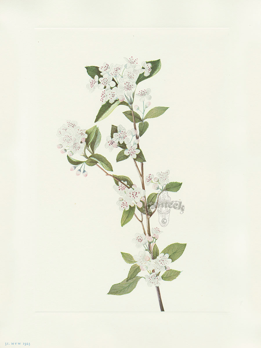 Mary Vaux Walcott 1925 Print Chokeberry (flower)