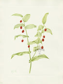 Mary Vaux Walcott 1925 Print Clasping Twistedstalk - Panteek Antique Prints