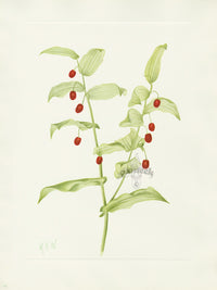 Mary Vaux Walcott 1925 Print Clasping Twistedstalk - Panteek Antique Prints