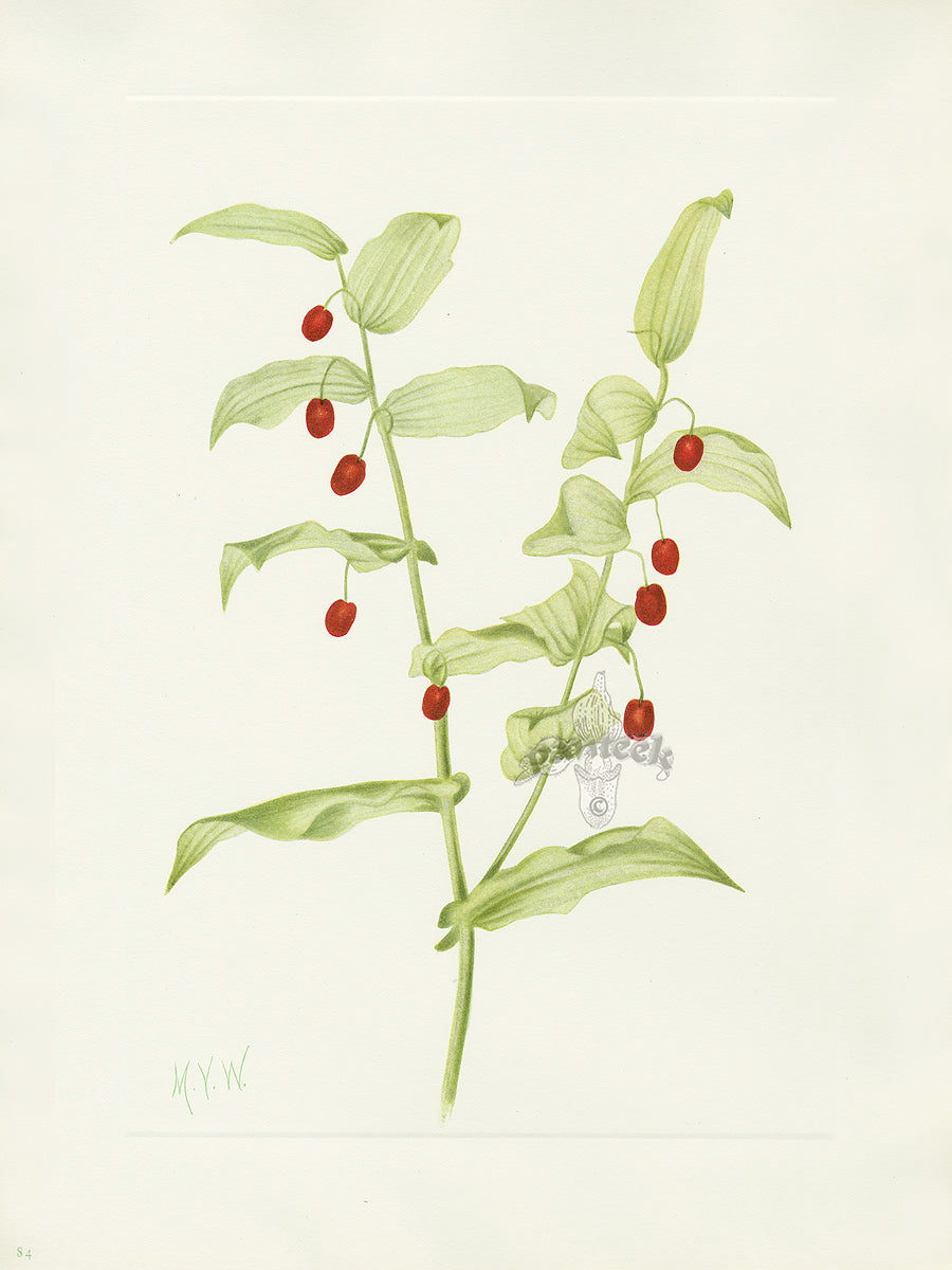 Mary Vaux Walcott 1925 Print Clasping Twistedstalk