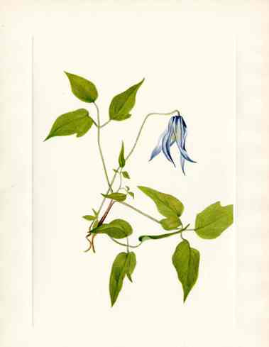 Mary Vaux Walcott 1925 Print Columbia Clematis