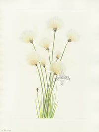 Mary Vaux Walcott 1925 Print Cottongrass - Panteek Antique Prints