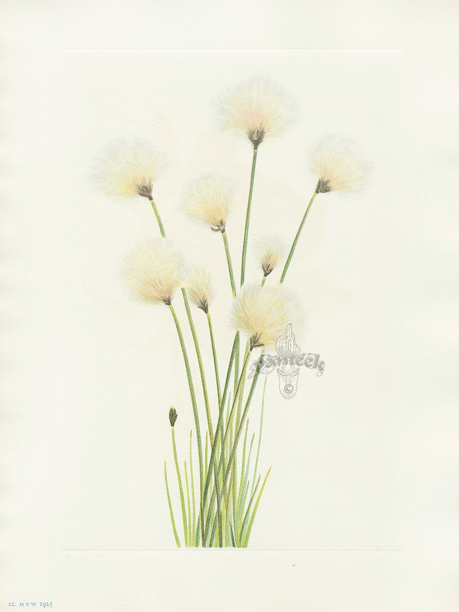 Mary Vaux Walcott 1925 Print Cottongrass