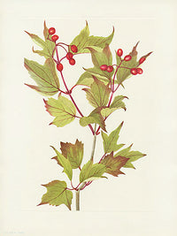 Mary Vaux Walcott 1925 Print Cranberry Bush - Panteek Antique Prints