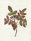 Mary Vaux Walcott 1925 Print Creeping Hollygrape - Panteek Antique Prints