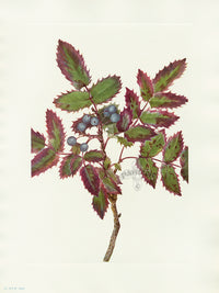 Mary Vaux Walcott 1925 Print Creeping Hollygrape - Panteek Antique Prints