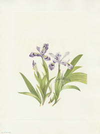 Mary Vaux Walcott 1925 Print Crested Iris - Panteek Antique Prints