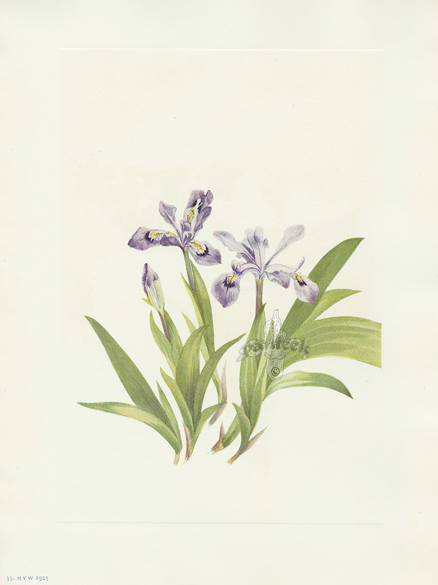 Mary Vaux Walcott 1925 Print Crested Iris