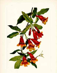 Mary Vaux Walcott 1925 Print Crossvine - Panteek Antique Prints