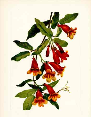 Mary Vaux Walcott 1925 Print Crossvine