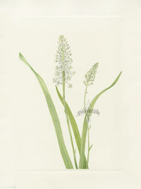 Mary Vaux Walcott 1925 Print Crowpoison - Panteek Antique Prints