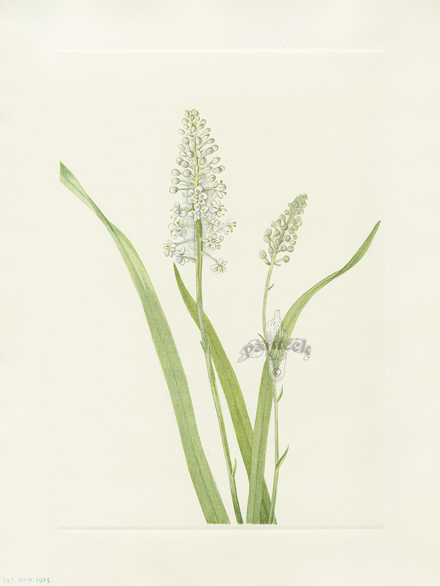 Mary Vaux Walcott 1925 Print Crowpoison