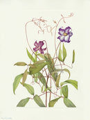 Mary Vaux Walcott 1925 Print Curly Clematis - Panteek Antique Prints