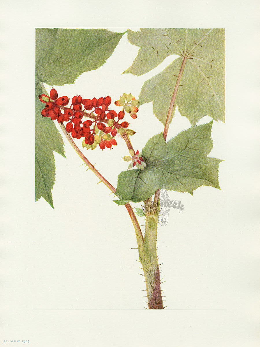 Mary Vaux Walcott 1925 Print Devilsclub