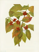 Mary Vaux Walcott 1925 Print Dogwood (fruit) - Panteek Antique Prints
