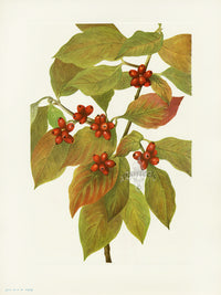 Mary Vaux Walcott 1925 Print Dogwood (fruit) - Panteek Antique Prints
