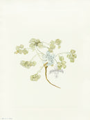 Mary Vaux Walcott 1925 Print Double Bladderpod - Panteek Antique Prints