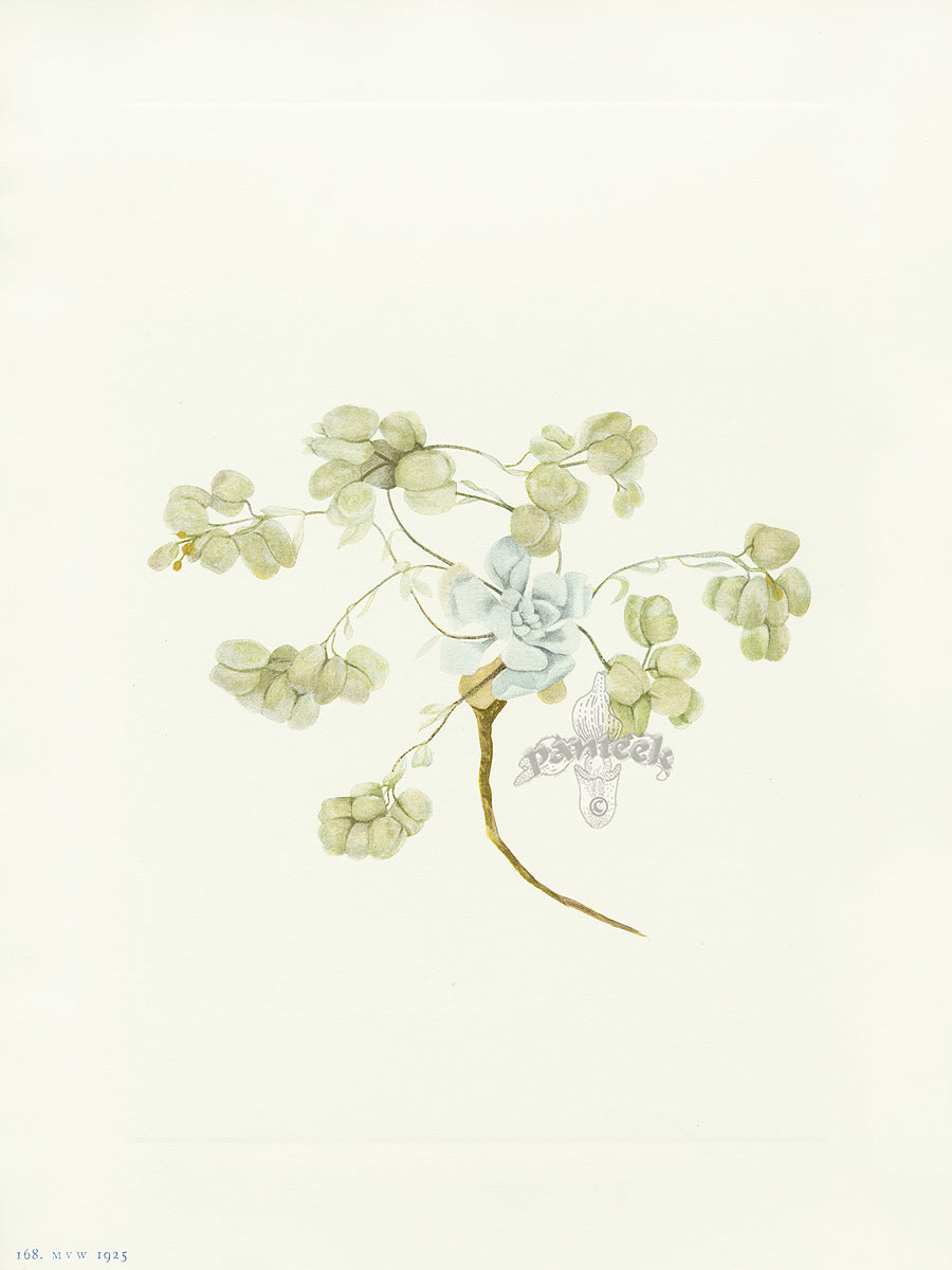 Mary Vaux Walcott 1925 Print Double Bladderpod