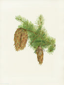 Mary Vaux Walcott 1925 Print Douglas-fir - Panteek Antique Prints