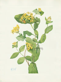 Mary Vaux Walcott 1925 Print Douglas Honeysuckle - Panteek Antique Prints