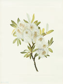 Mary Vaux Walcott 1925 Print Drummond Willow - Panteek Antique Prints