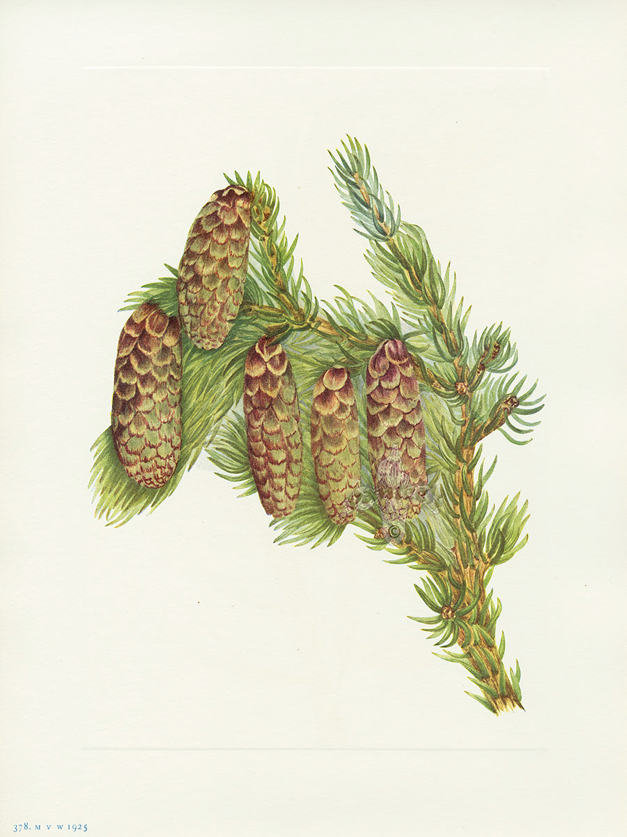 Mary Vaux Walcott 1925 Print Englemann Spruce