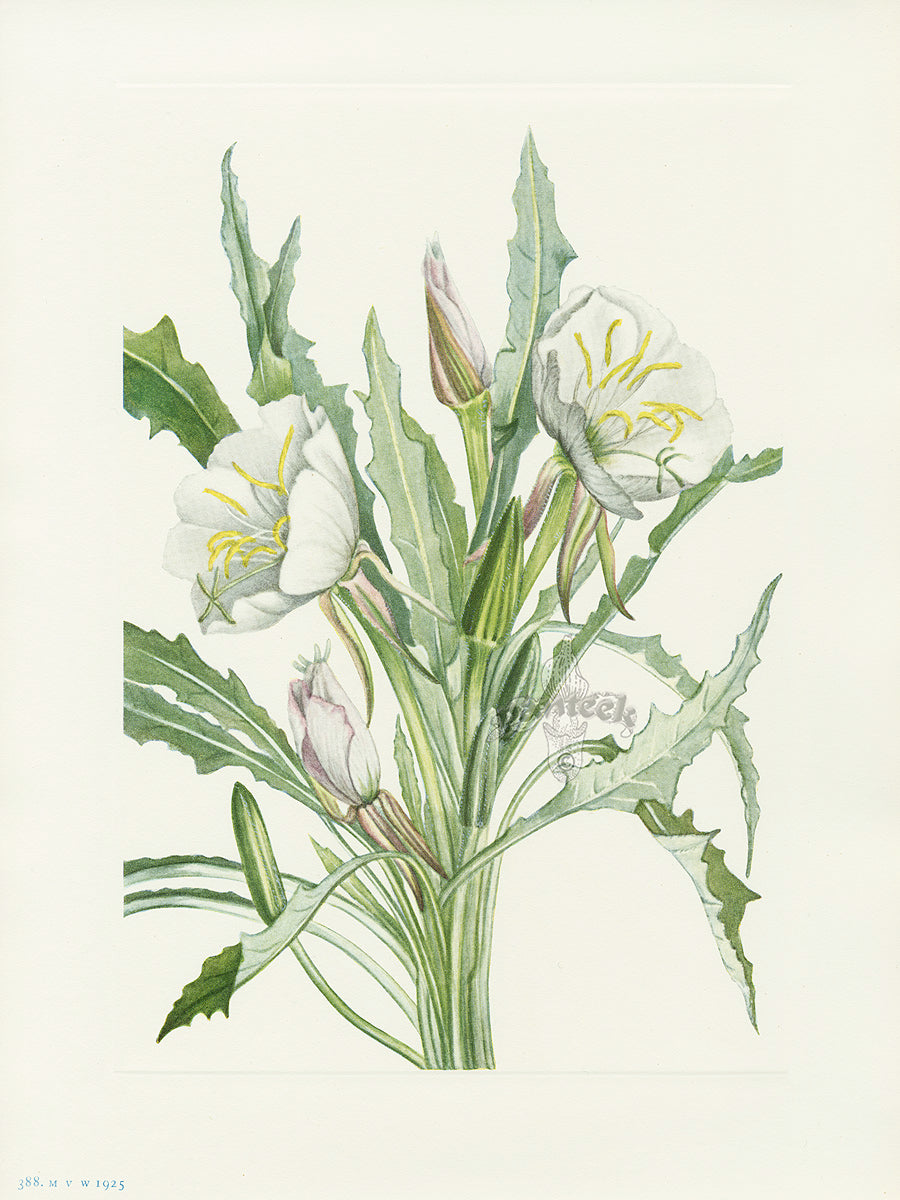 Mary Vaux Walcott 1925 Print Evening-primrose