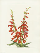 Mary Vaux Walcott 1925 Print Fire Pentstemon - Panteek Antique Prints