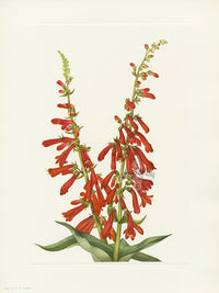 Mary Vaux Walcott 1925 Print Fire Pentstemon - Panteek Antique Prints