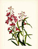 Mary Vaux Walcott 1925 Print Fireweed - Panteek Antique Prints
