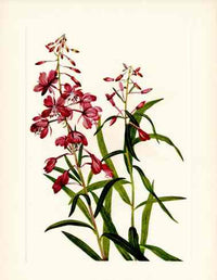 Mary Vaux Walcott 1925 Print Fireweed - Panteek Antique Prints